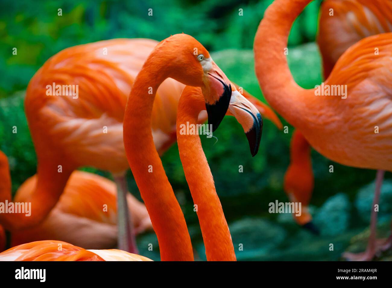 Porträt von Flamingos in einem Zoo Stockfoto