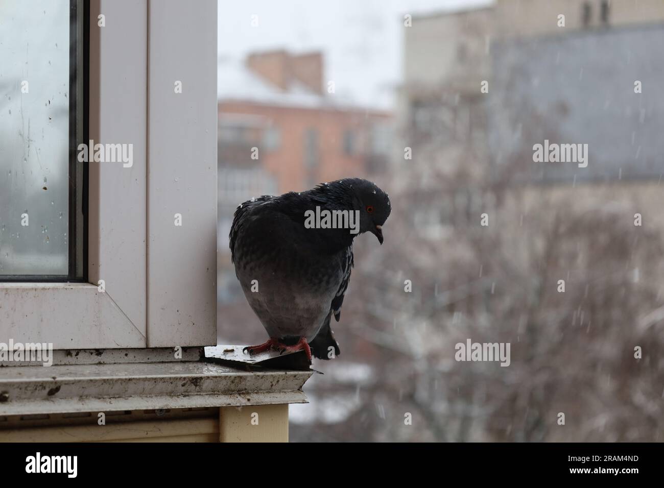 Taube sitzt auf dem Balkon, Winterstadt Stockfoto