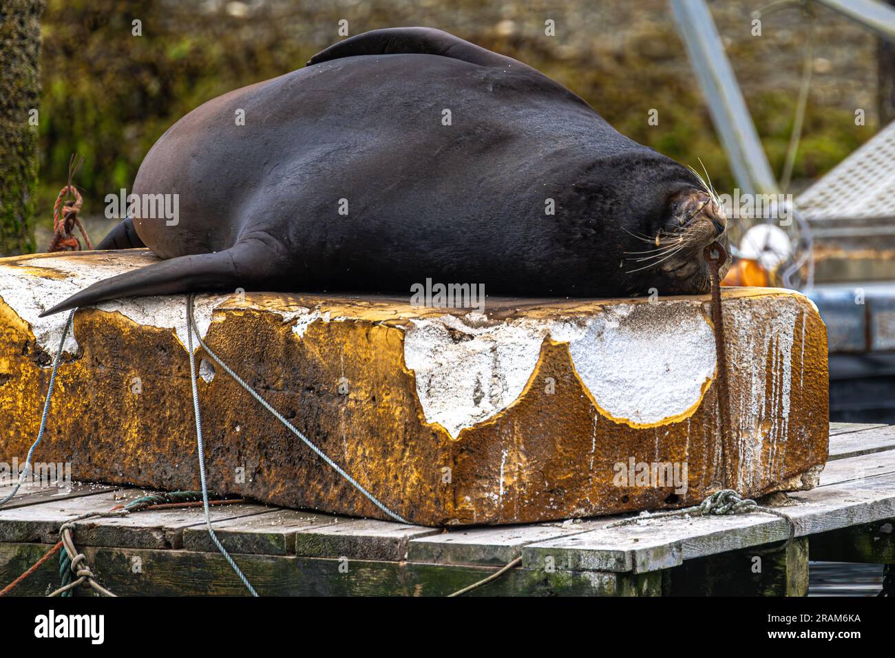 Männlicher kalifornischer Seelöwe (Zalophus californianus) an einem Dock in Ucluelet, BC Stockfoto