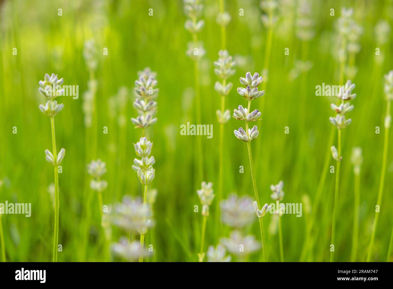 Viele Lavendelblumen im botanischen Garten. Stockfoto