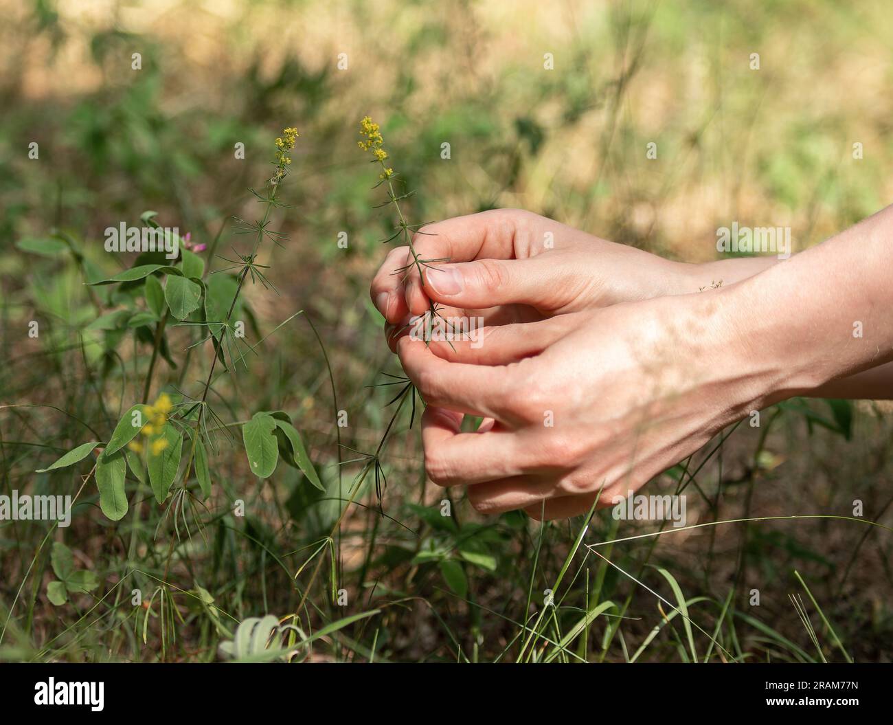 Handgepflückte wilde Blumenpflanze, gelber Blattstift, Euphorbia virgata. Stockfoto