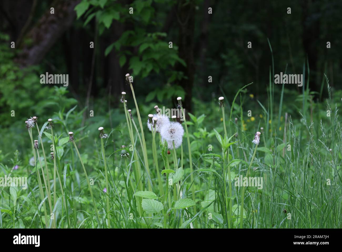 Crepis foetida auf der Sommerwiese, Blumen Löwenzahn Stockfoto