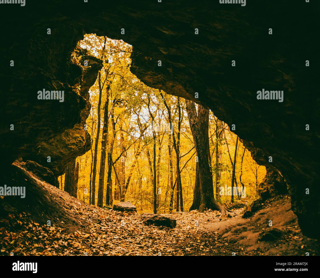 Blick aus einer Höhle in einen herbstlichen Wald im Backbone State Park, Iowa Stockfoto