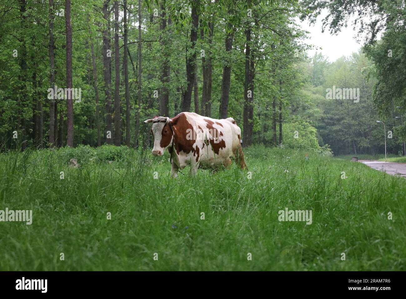 Regnerischer Wald mit Kuh, Sommerwaldatmosphäre Stockfoto