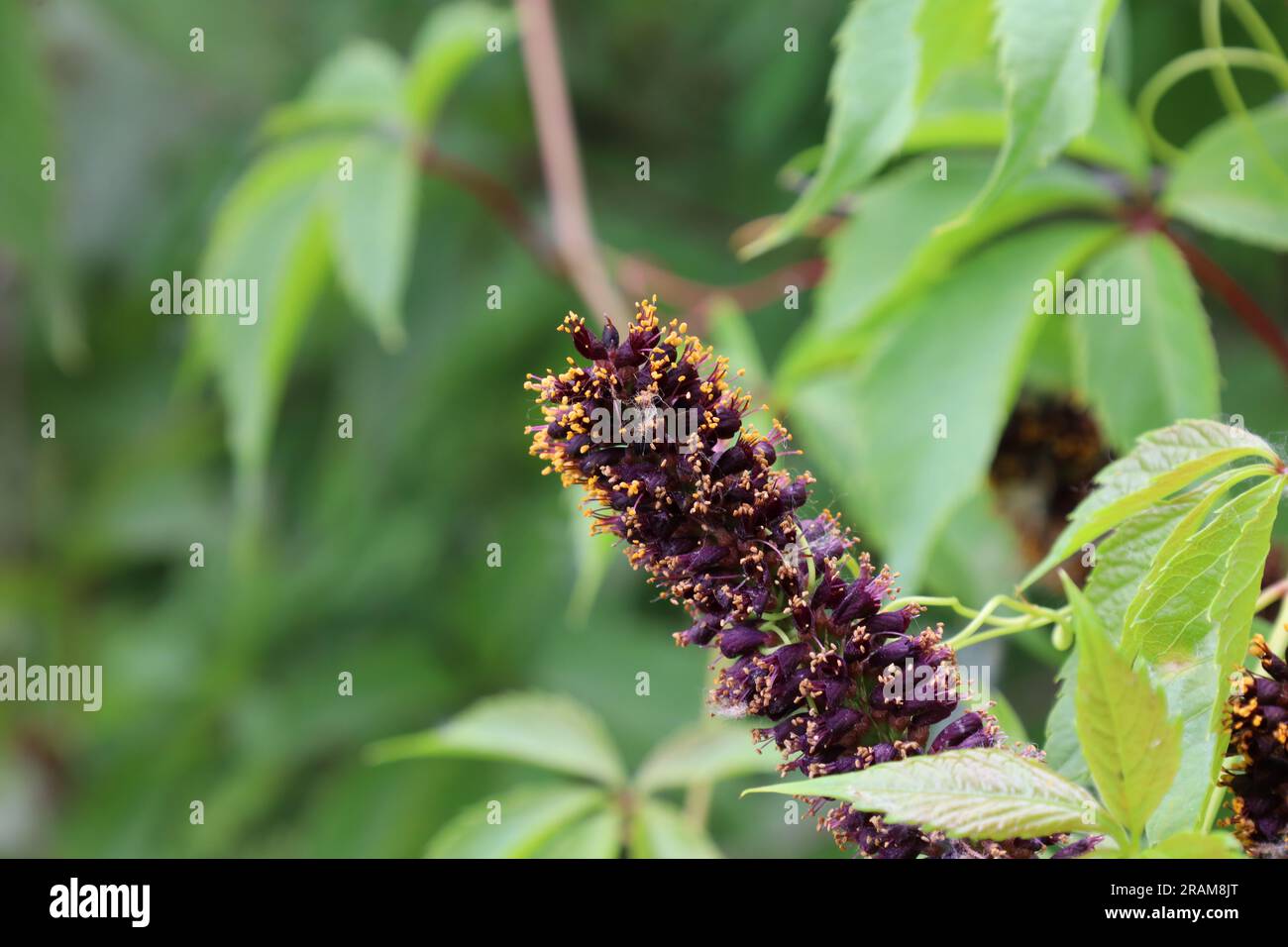 Amorpha fruticosa im Sommerwald, Sommerblumen Stockfoto