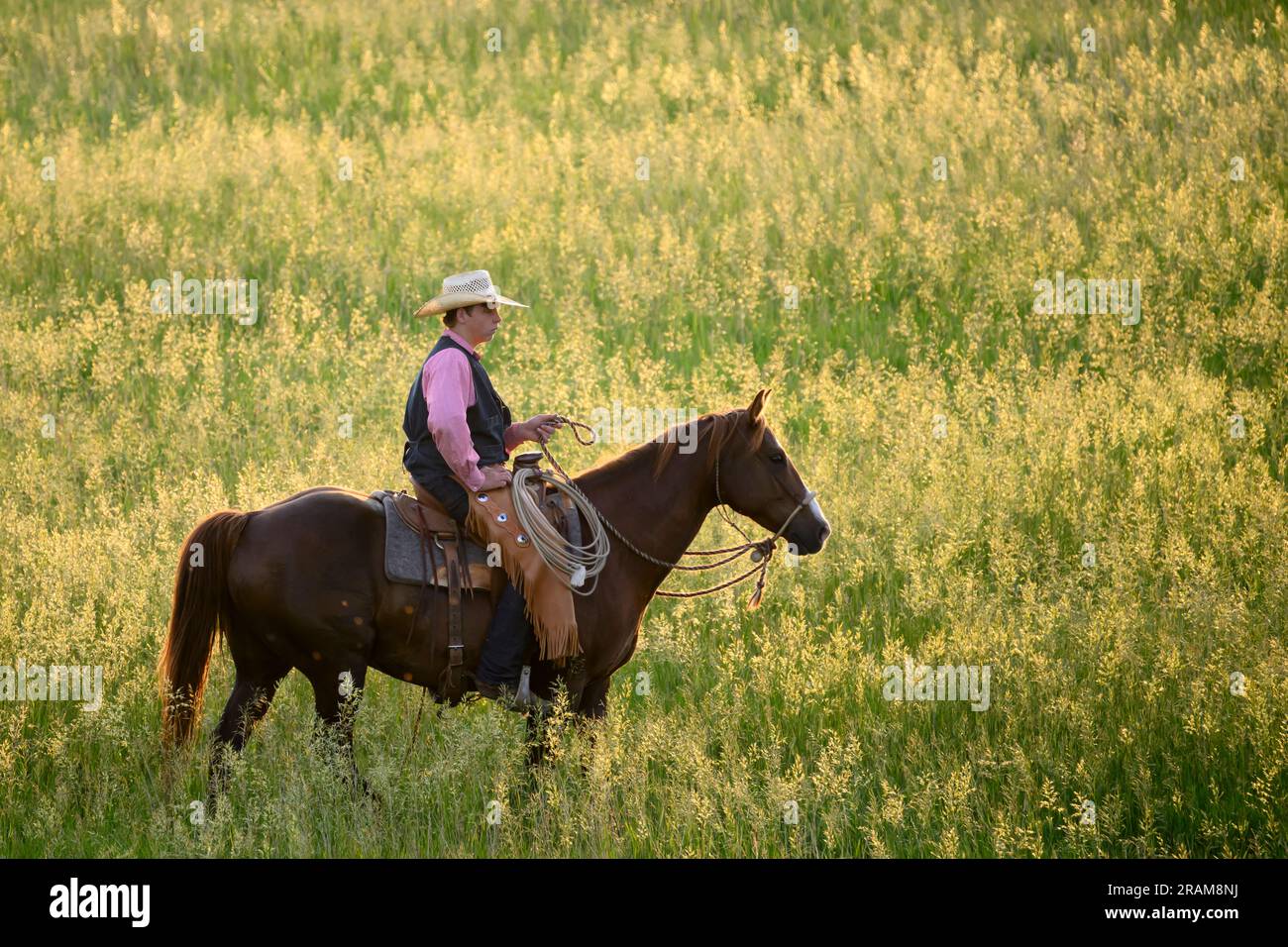 Cowhand Gus reitet auf der Weide von Dennis Ranch, Red Owl, South Dakota. Stockfoto