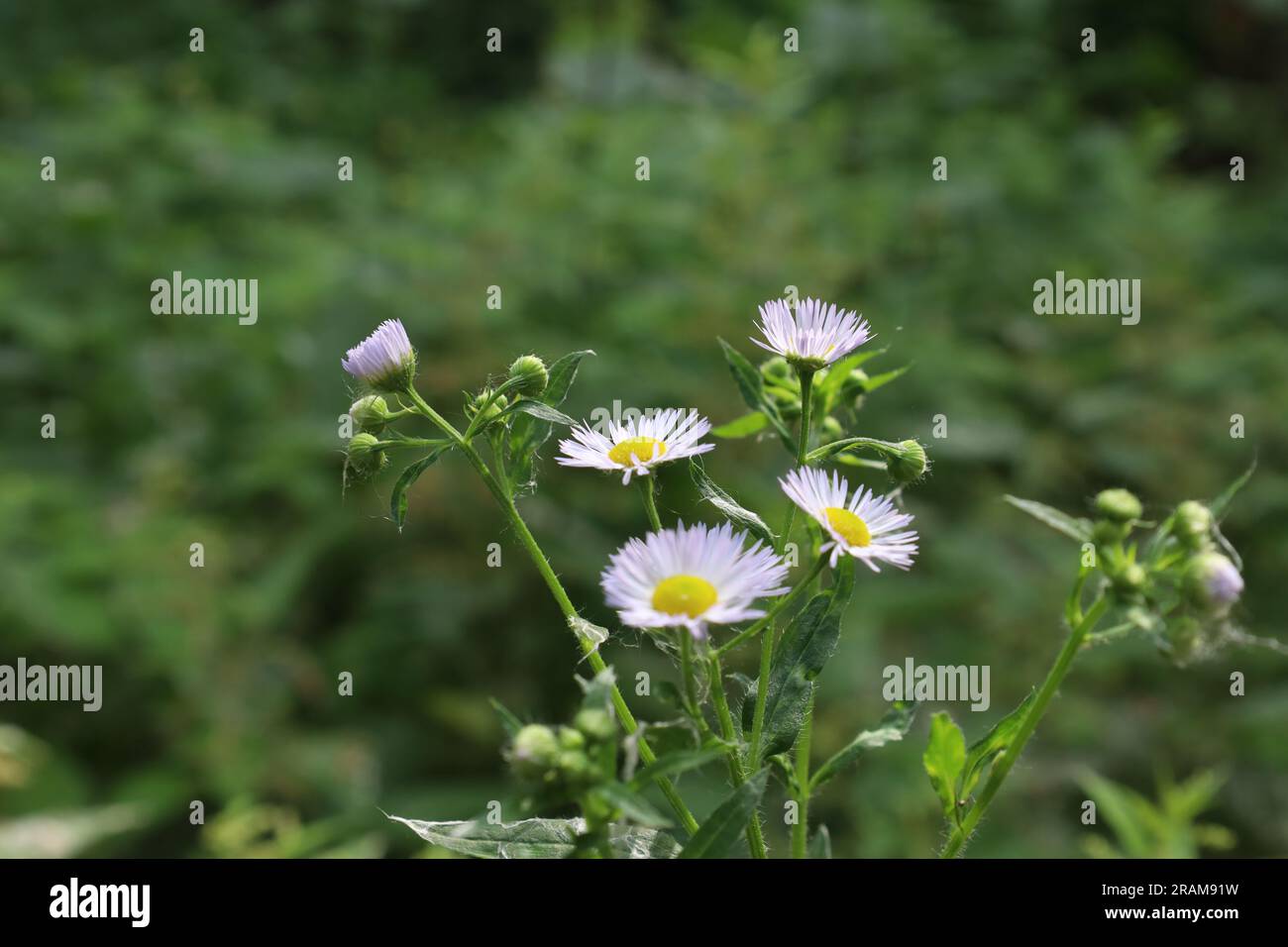 Kamillenstamm auf der Sommerwiese, weiße Blumen Stockfoto