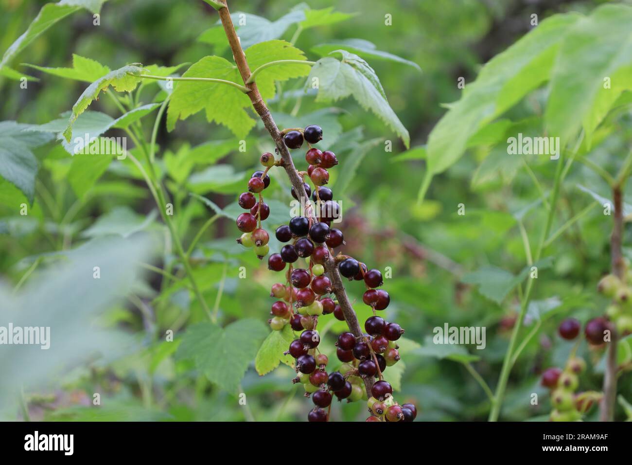 Cornus Sanguinea, gemeiner Hundshund oder blutiger Hundshund, schwarze Beeren Stockfoto