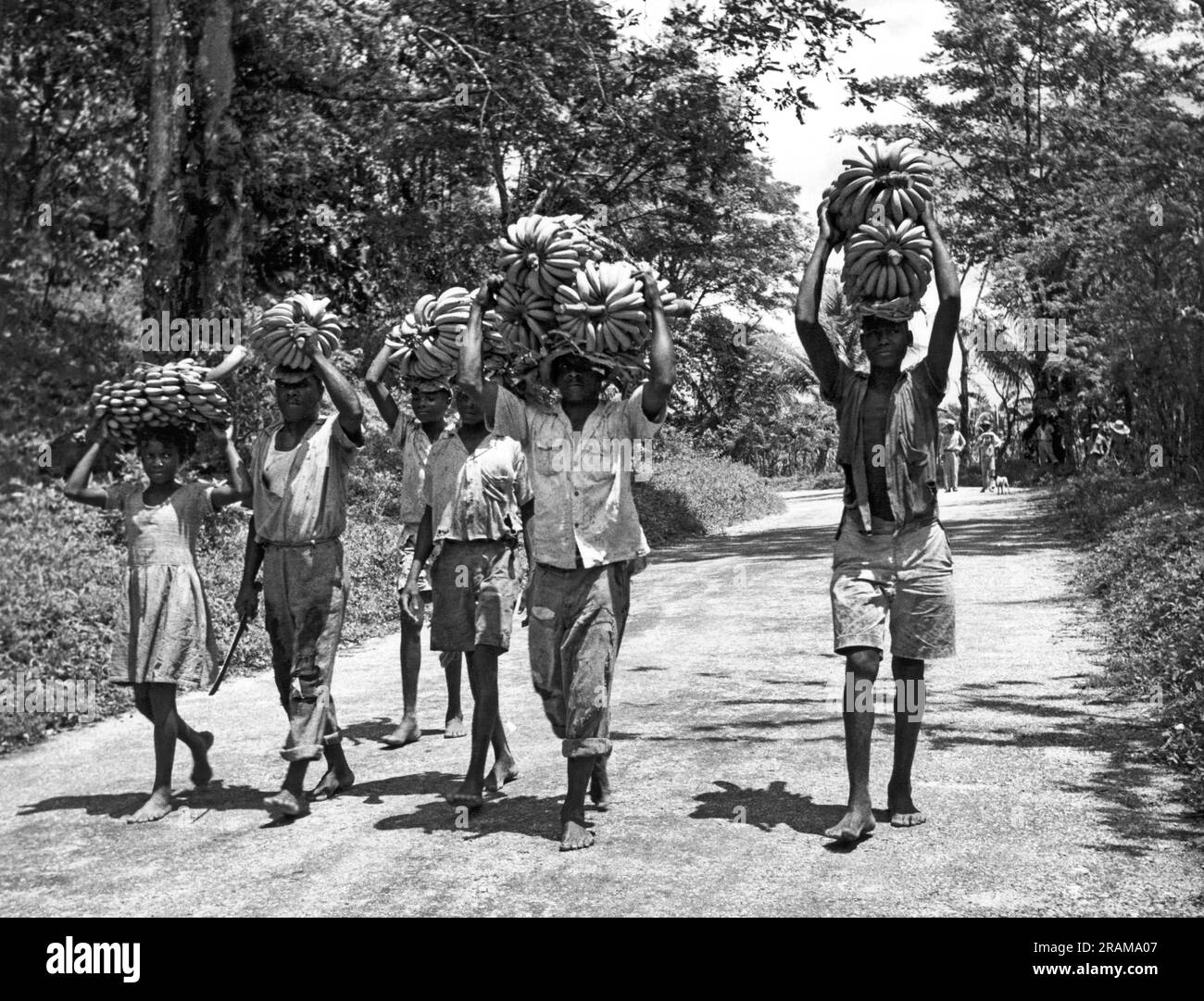 Jamaika, Britische Westindischen Inseln: August 1956. Eine Gruppe Einheimischer, die eine Bananenernte entlang einer unbefestigten Straße tragen. Stockfoto