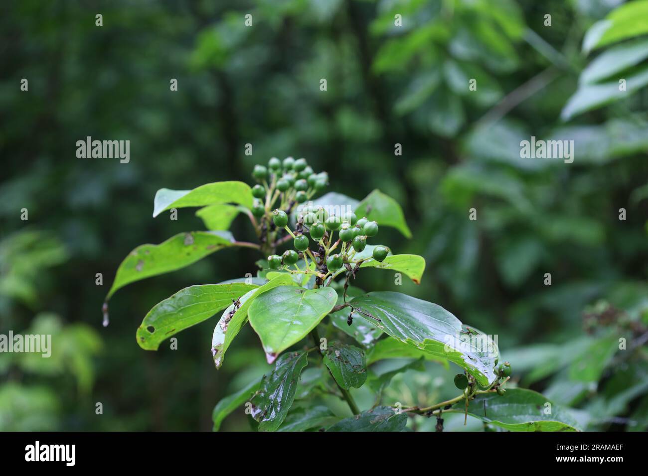 Gemeiner Dornhai im Sommer Regenwald, grüne Pflanzen Stockfoto