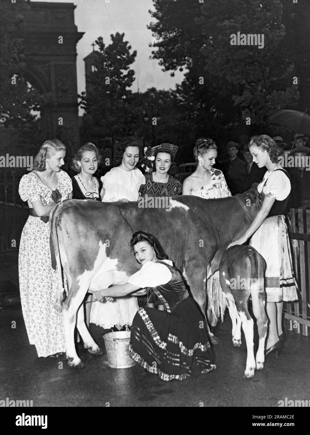 New York, New York: ca. 1937 New Yorker Frauen in spanischen Kostümen melken abwechselnd eine Kuh am Washington Square, um Spenden für die Babys spanischer Loyalisten zu sammeln. Stockfoto