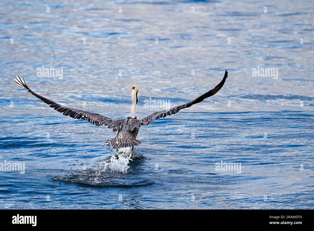 Der braune Pelikan fliegt in Playa Chacala, Nayarit, Mexiko. Stockfoto