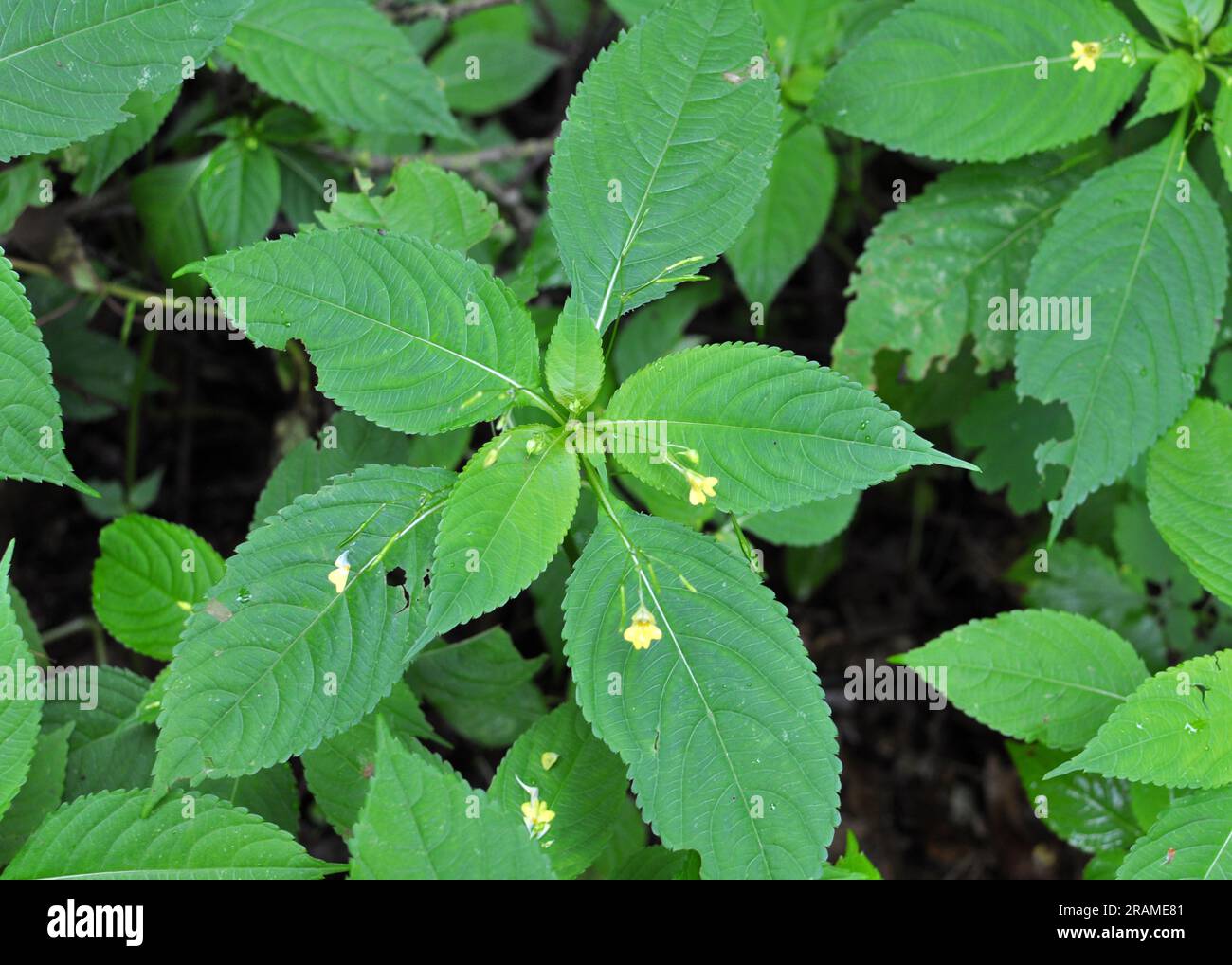 Im Sommer wächst Impatiens parviflora in freier Wildbahn Stockfoto