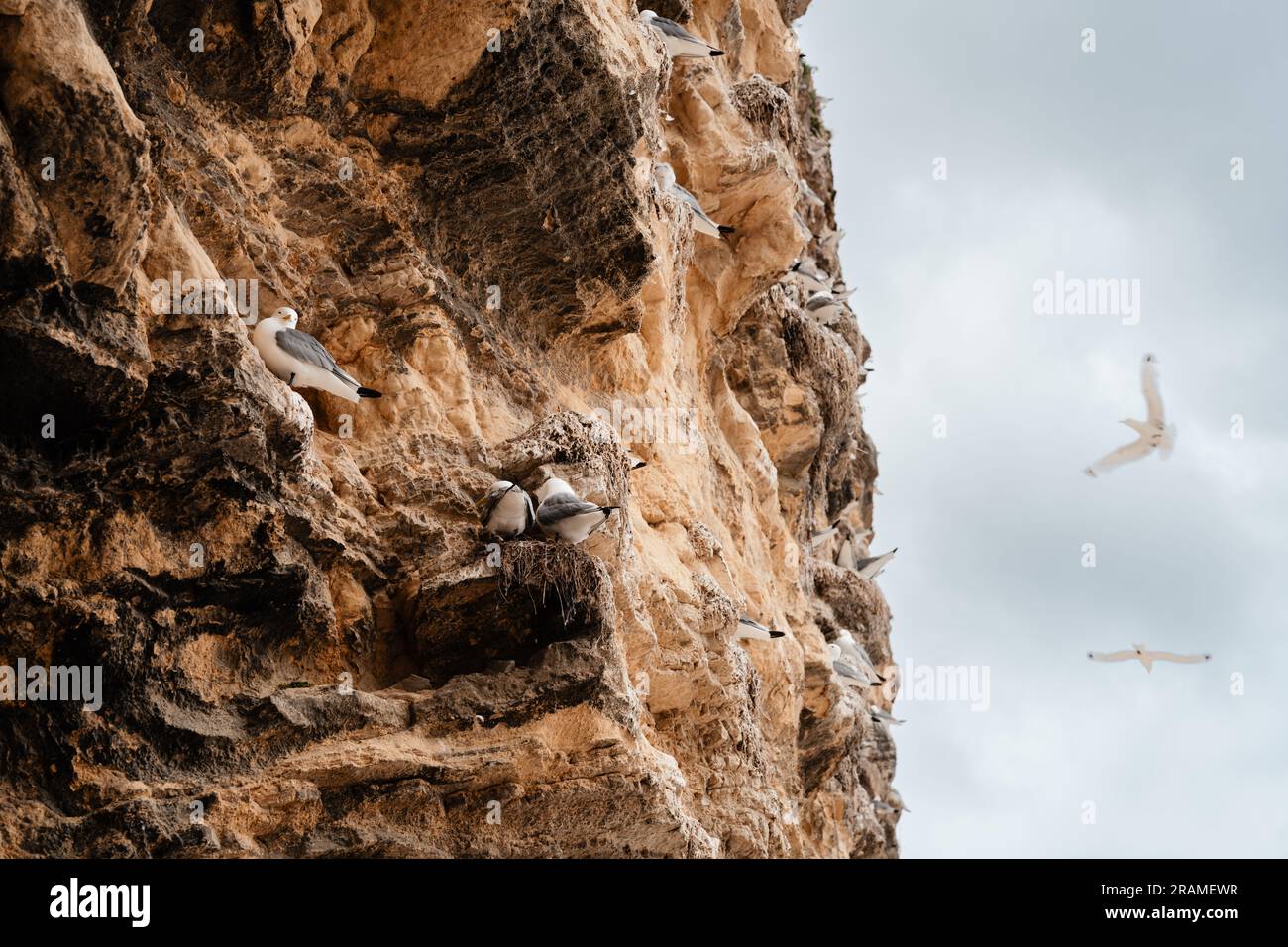 Die Marsden Bay Kalksteinklippen bedeckt mit nistenden Kittiwakes, South Shields, Tyne & Wear Stockfoto