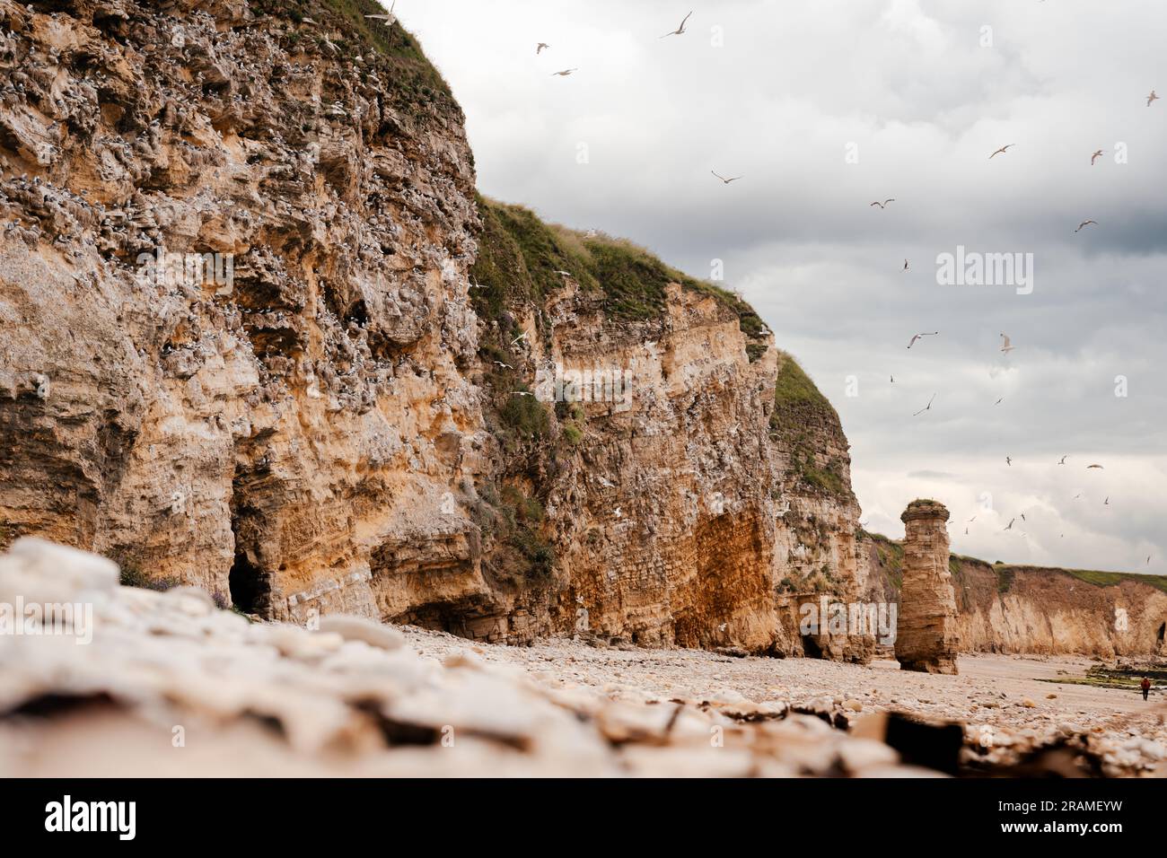 Die Marsden Bay Kalksteinklippen bedeckt mit nistenden Kittiwakes, South Shields, Tyne & Wear Stockfoto