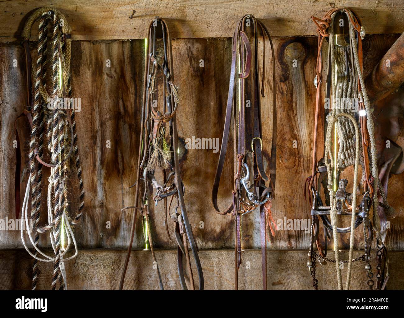Wende dich an die Stallwand, Dennis Ranch, Red Owl, South Dakota. Stockfoto