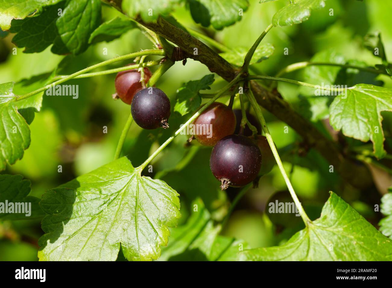 Sträucher mit reifenden Jostaberen (Ribes x nidigrolaria). Familie Grossulariaceae. Holländischer Garten, Juli. Stockfoto