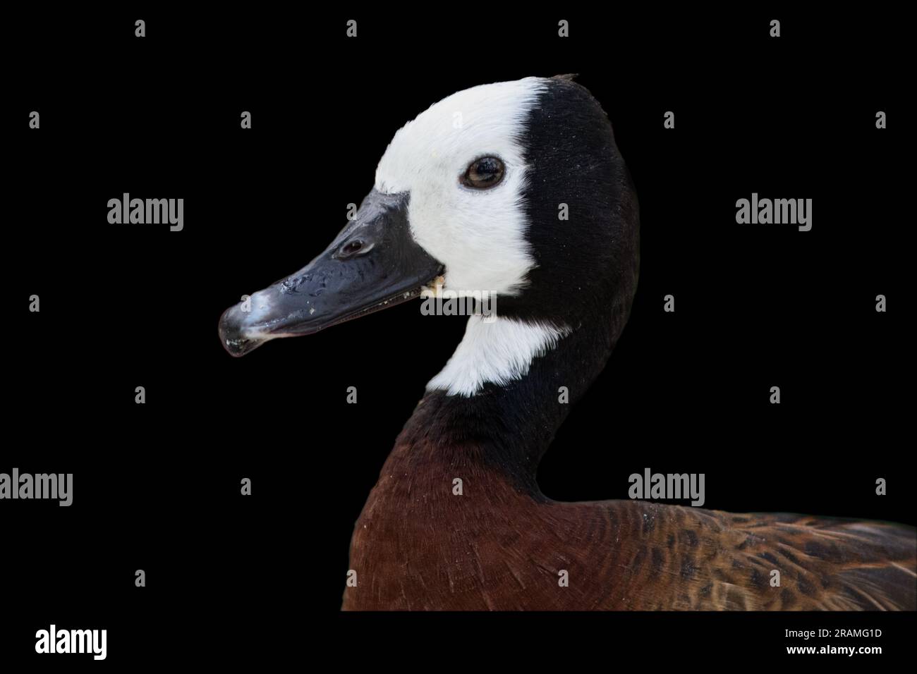 Ein weißes Pfiffiges Entenporträt. Stockfoto