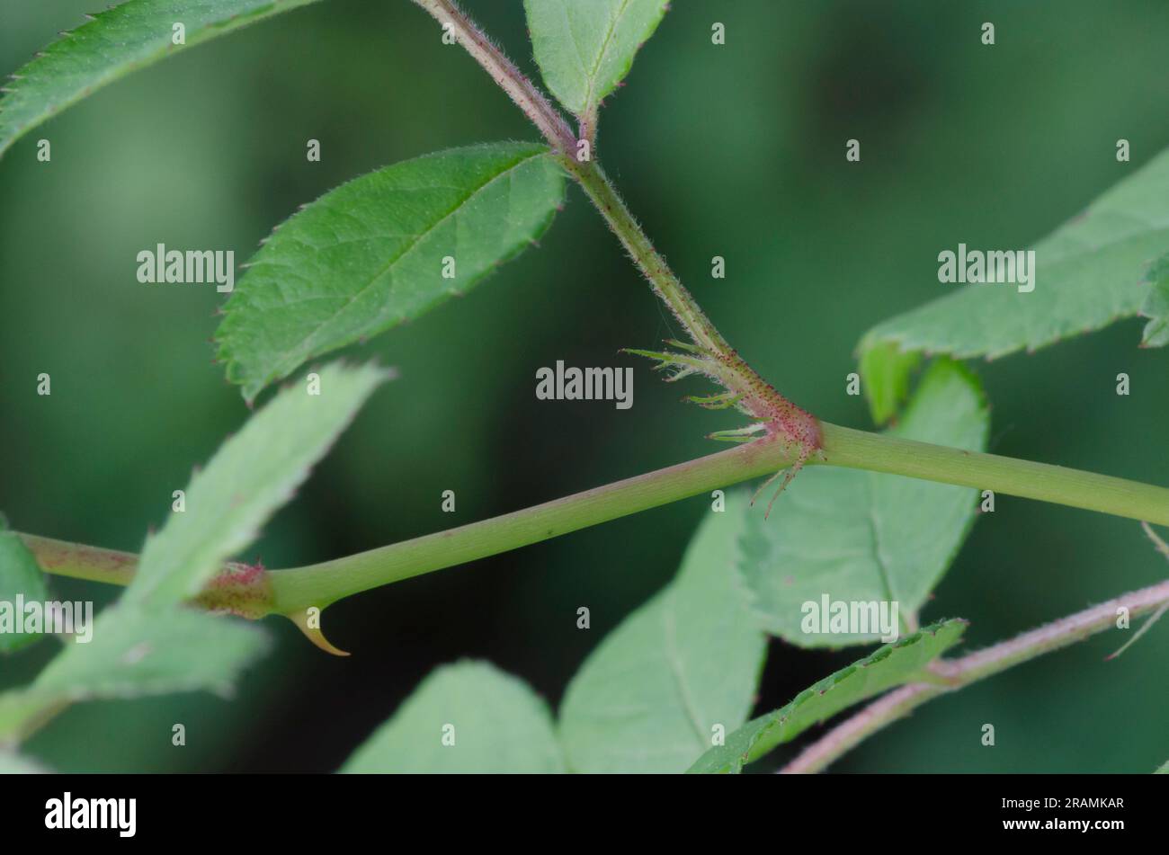 Multiflora Rose, Rosa multiflora, Blätter und Stipule Stockfoto