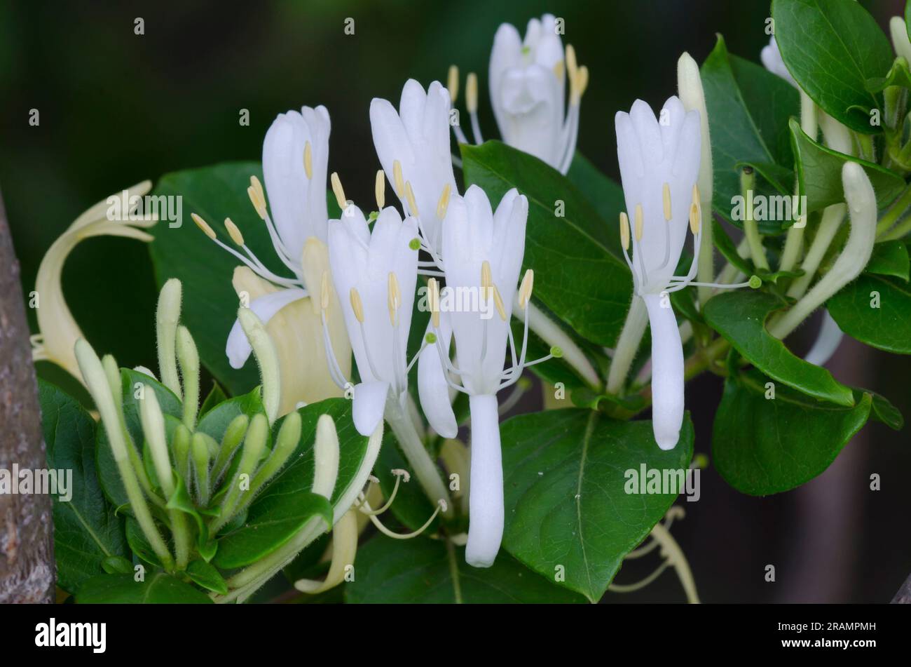Japanische Geißelbohne, Lonicera japonica Stockfoto