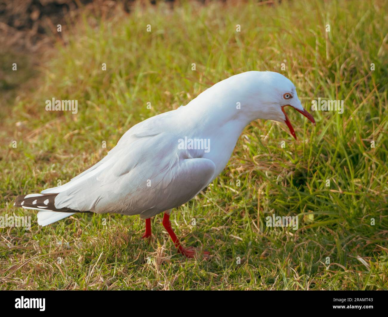 Wütende Möwe, australische Silbermöwe, Vogelverhalten Stockfoto