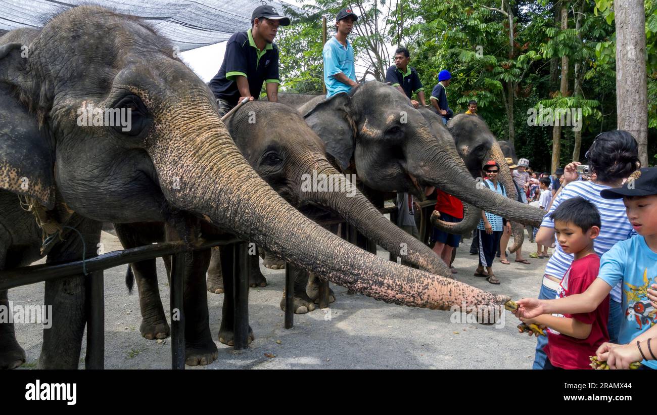 Besucher des Kuala Gandah Elephant Sanctuary in Malaysia füttern die Elefanten mit Bananen. Stockfoto
