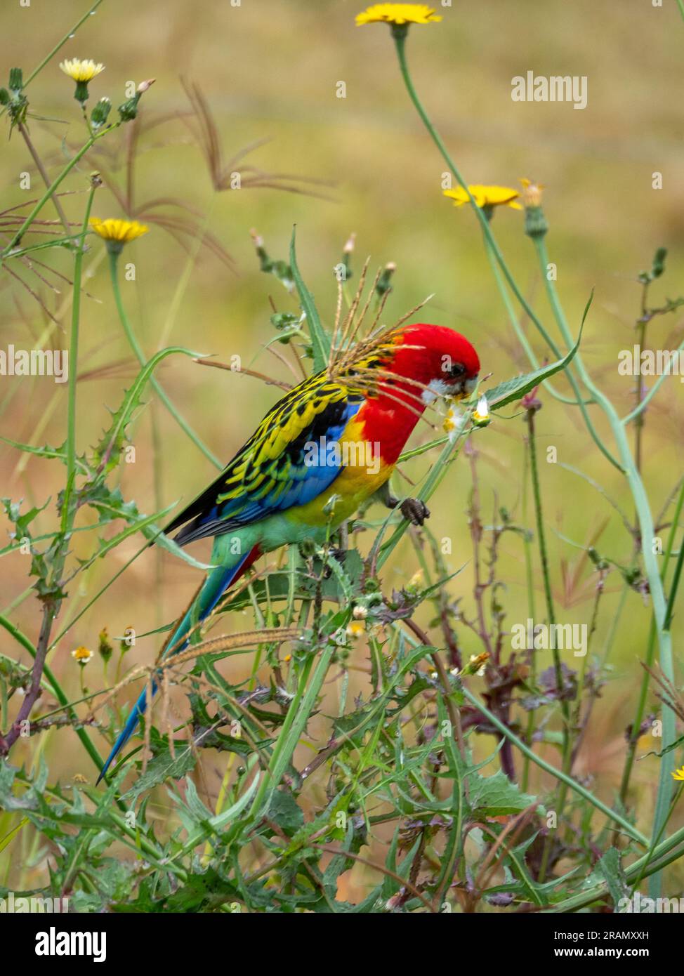 Leuchtend bunte Eastern Rosella, australischer einheimischer Vogel, der sich von Löwenzahnblumen und Samen ernährt Stockfoto