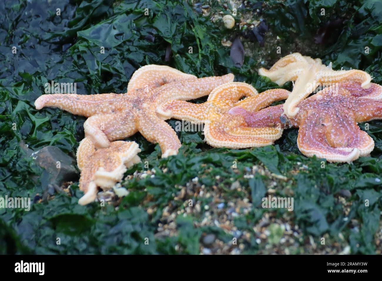 Eine große Gruppe von Seesternen unter Wasser am Strand zwischen Botany Bay und Palm Bay Beach, in Kent, Großbritannien - Juli 2023 Stockfoto