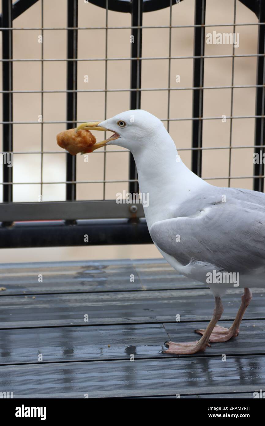 Möwe hat einen Hühnerball gestohlen Stockfoto