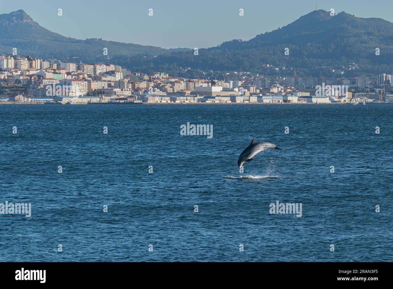 Delfine springen im Sommer in der Bucht von Vigo in Spanien über das Meer Stockfoto