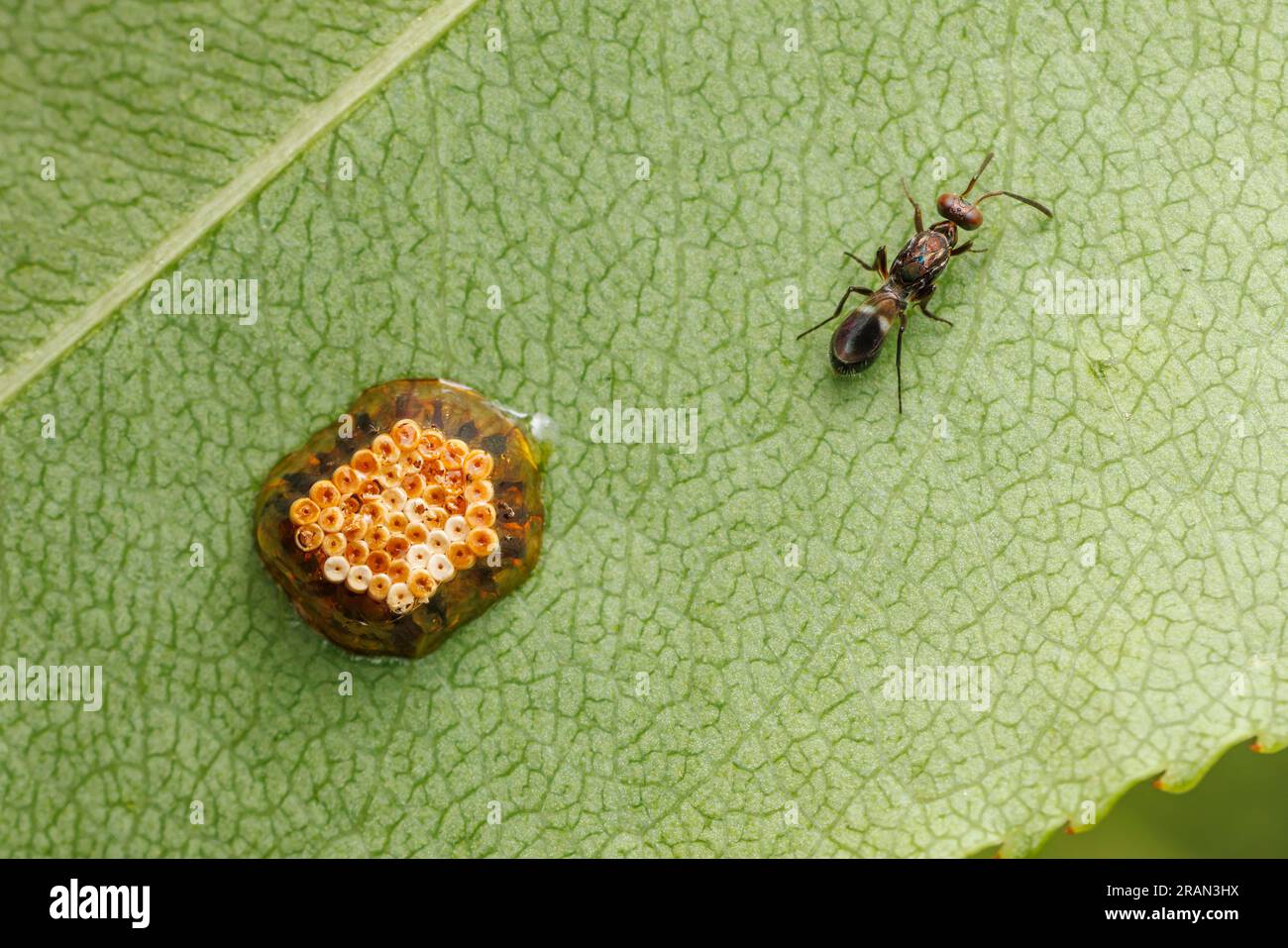 Eine weibliche Eupelmid Wasp (Anastatus sp.) Auf einem Blatt mit einem Assassinenkäfer (Zelus sp.) Eiermasse. Anastus sp. Sind dafür bekannt, Hemiptera-Eier zu parasitieren. Stockfoto