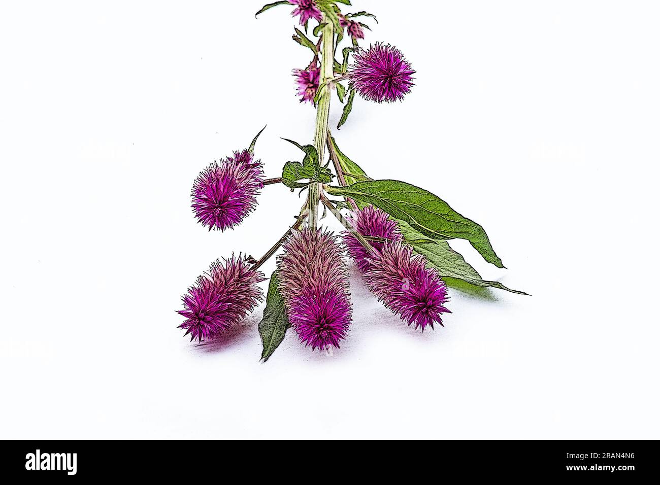 Feuerskraut (Celosia spicata), Blume auf weißem Hintergrund Stockfoto