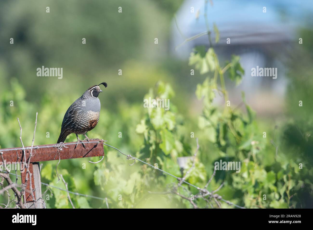 Eine kalifornische Wachtel (Callipepla californica), die inmitten von Weinreben für die Weinherstellung in einem Weinberg der Sonoma County bestimmt ist. Stockfoto