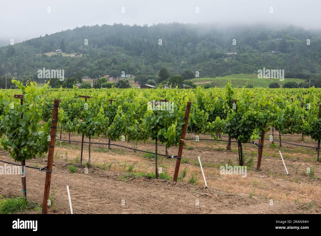 Ein Weinberg und Trauben, die für die Weinproduktion in Sonoma County, Kalifornien, bestimmt sind. Ein wichtiges Zentrum für Weinbau in Nordamerika. Stockfoto