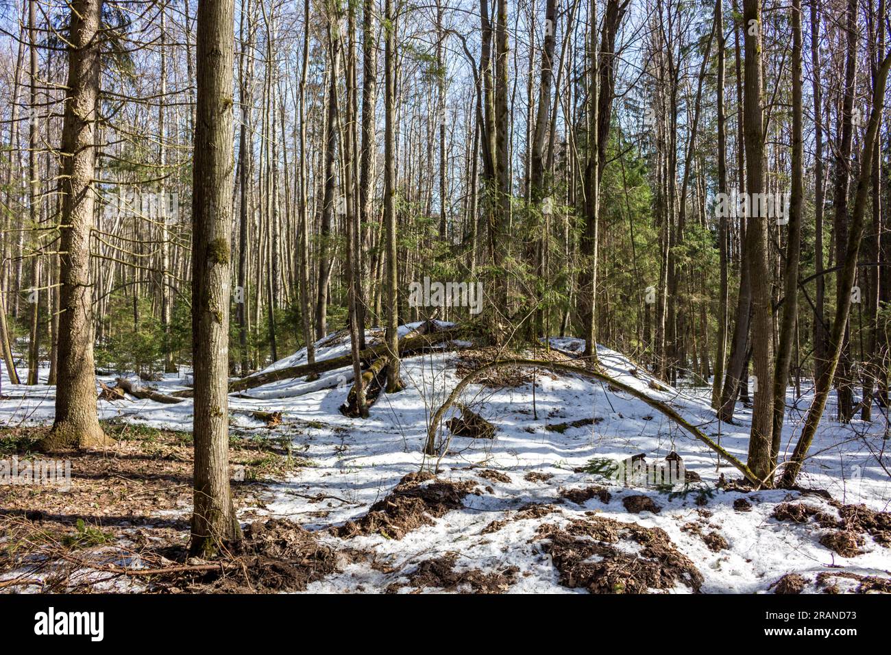 Alte baltische und slawische Hügel im Winterwald, Kaluga Reion, Russland Stockfoto