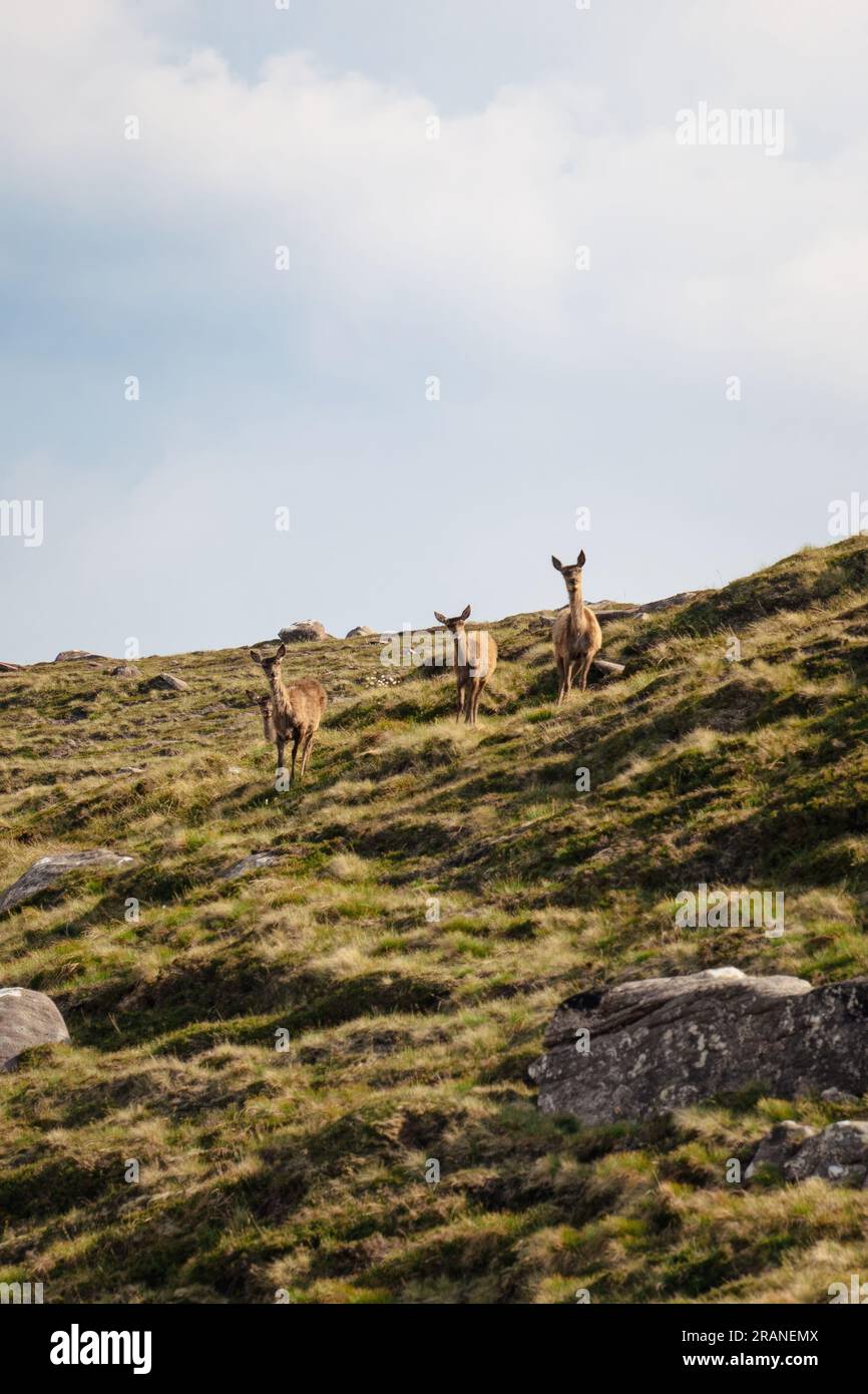Eine Herde wilder Hirsche, die in der schottischen Wildnis umherstreifen. Stockfoto
