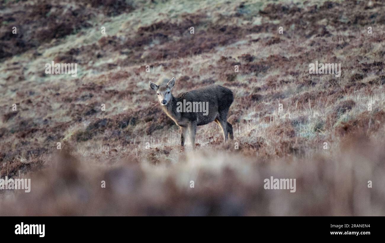 Junge Hirsche haben an einem stimmungsvollen Tag in der schottischen Wildnis weiden gefangen Stockfoto