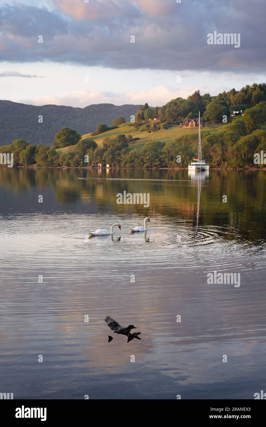 Sonnenuntergang über Loch Ness mit Yacht und anmutigen Schwanen Stockfoto