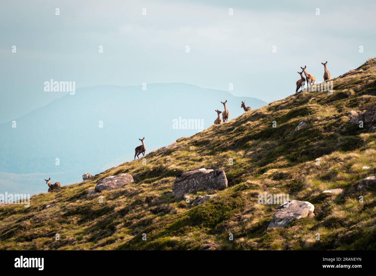 Eine Herde wilder Hirsche, die in der schottischen Wildnis umherstreifen. Stockfoto