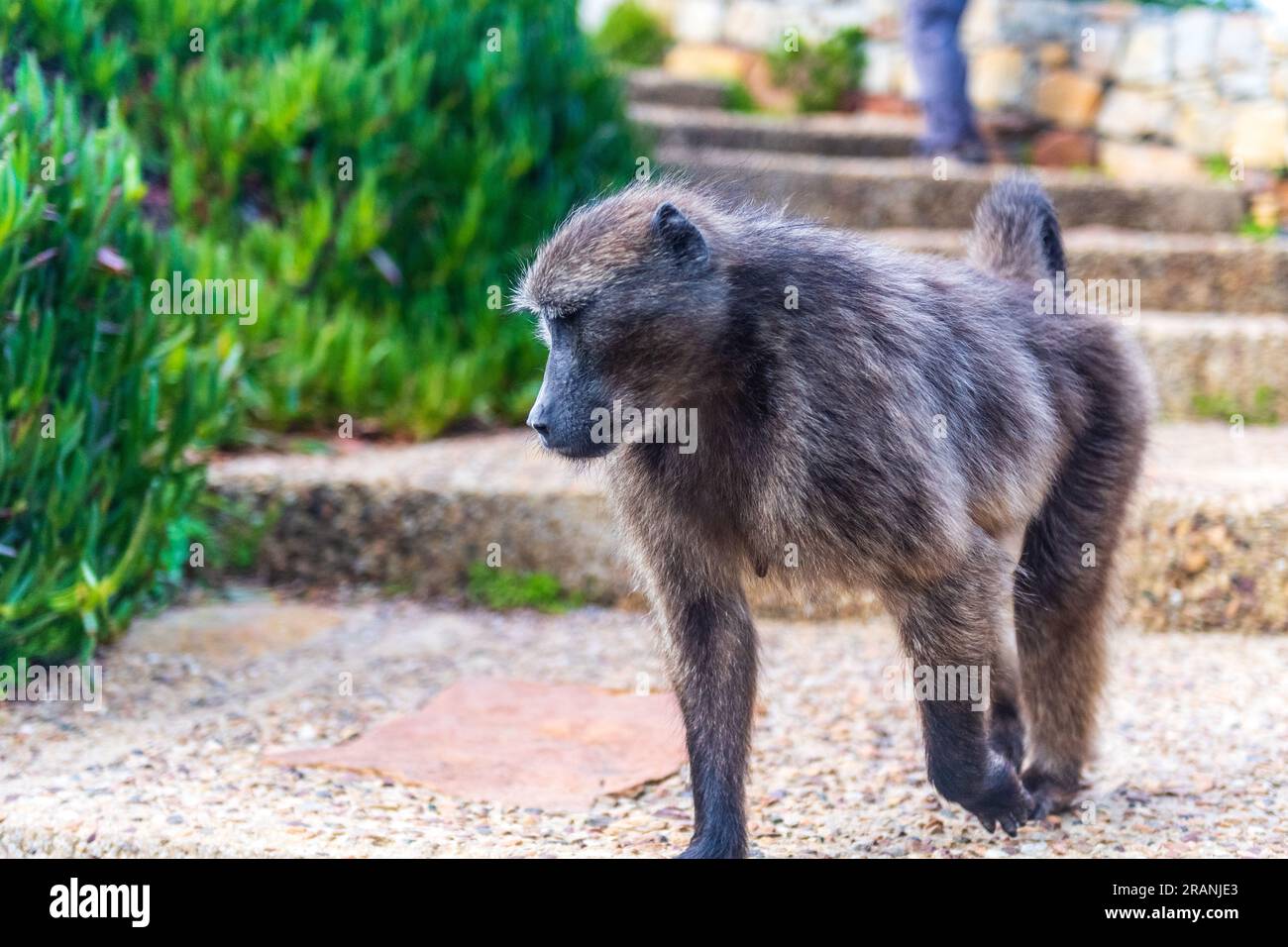 Ein Baboon, papio ursinus, der an den Treppen von Cape Point in der Nähe des Kaps der Guten Hoffnung in Südafrika vorbeiläuft. Stockfoto
