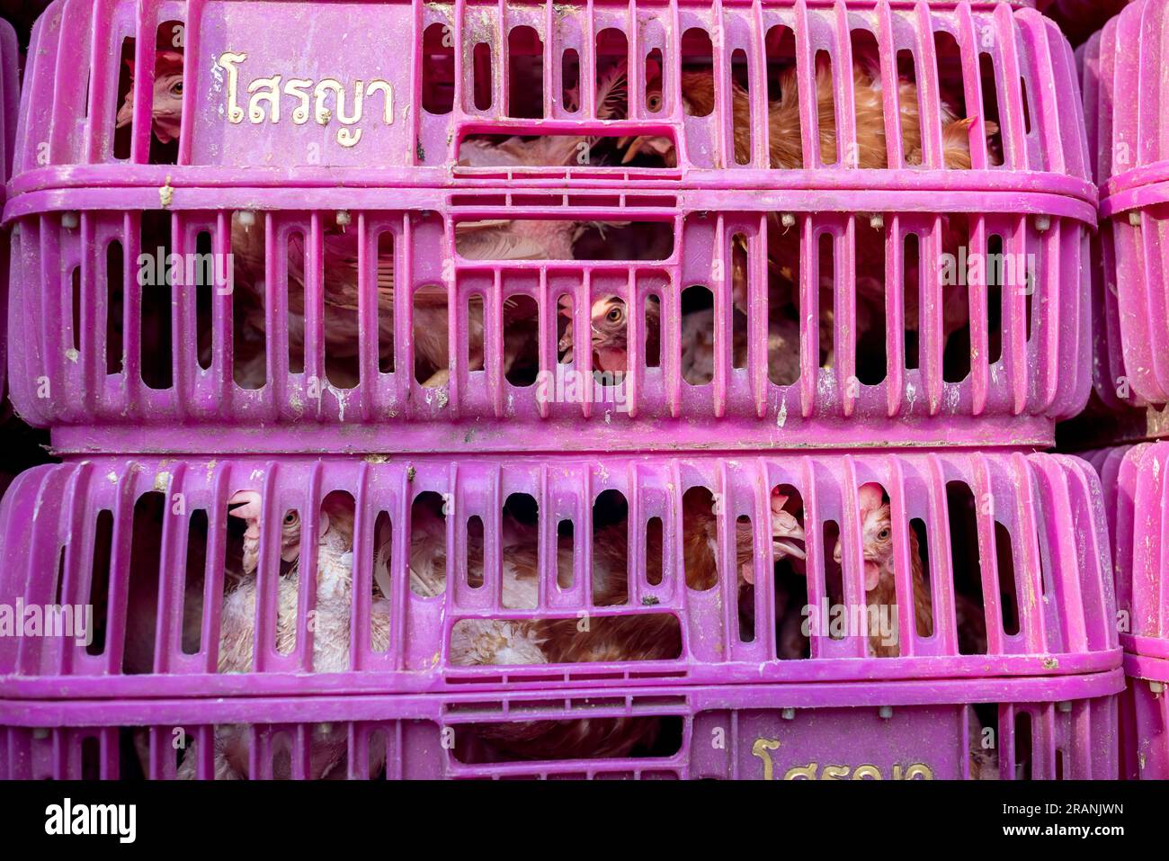 Lebende Hühner werden am 22. Februar 2023 auf dem Khlong Toei Market in Bangkok, Thailand, in Kunststoffkisten gestapelt. Stockfoto