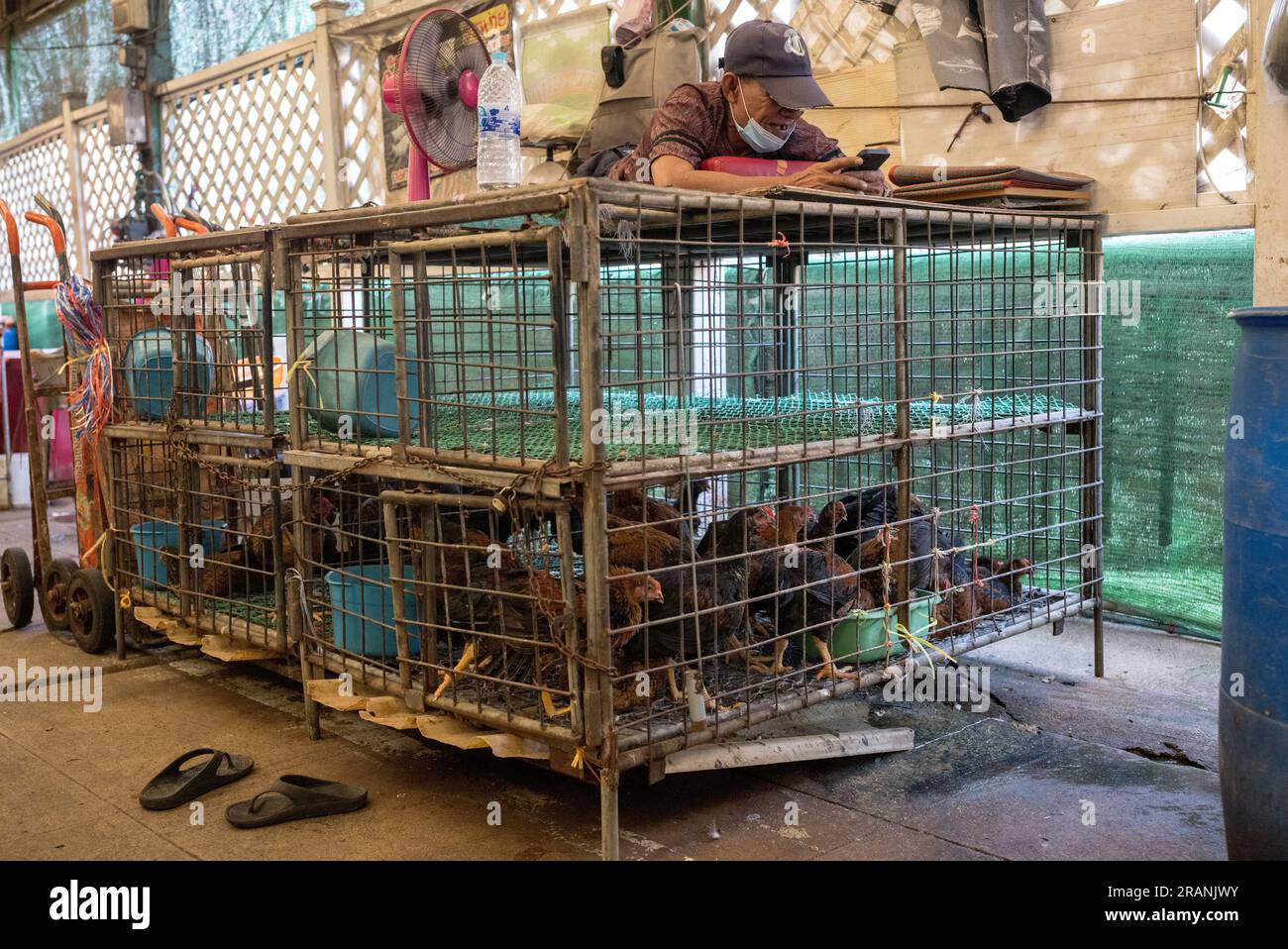 Ein Marktarbeiter, der sein Mobiltelefon benutzt, liegt am 22. Februar 2023 auf einem Käfig mit Geflügeltieren auf dem Khlong Toei Market in Bangkok Thailand. Stockfoto