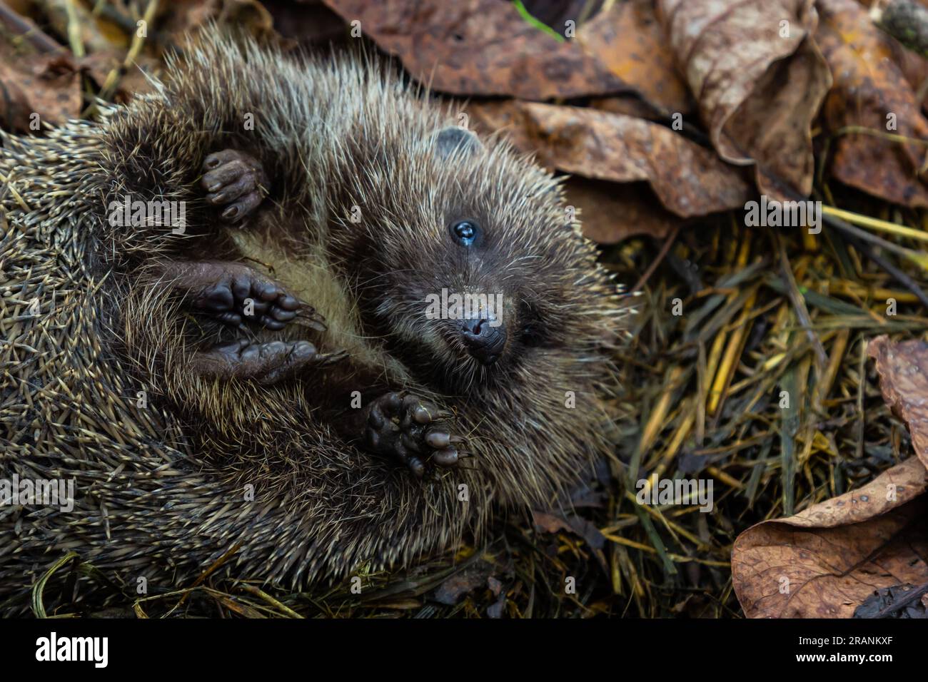 Ein einheimischer, wilder europäischer Igel, der sich im Herbstblatt zusammengerollt hat. Aus der Nähe. Stockfoto