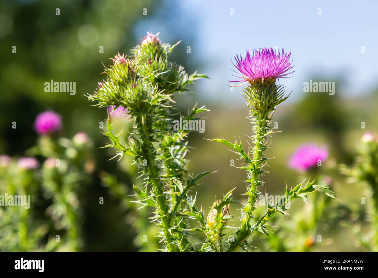 Gesegnete Milchdistel, rosa Blumen, Nahaufnahme. Silybum marianum Kräuterheilpflanze. St. Mary's Thistle rosa Blüten. Marian Scotch Distel Pink Bloo Stockfoto