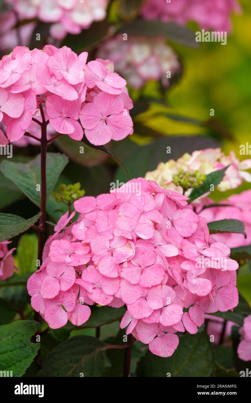 Hydrangea Preziosa, kompakte, mehrjährige, rosa Mophead sterile Blüten auf Pflanzen, die auf neutralem bis säurehaltigem Boden wachsen Stockfoto