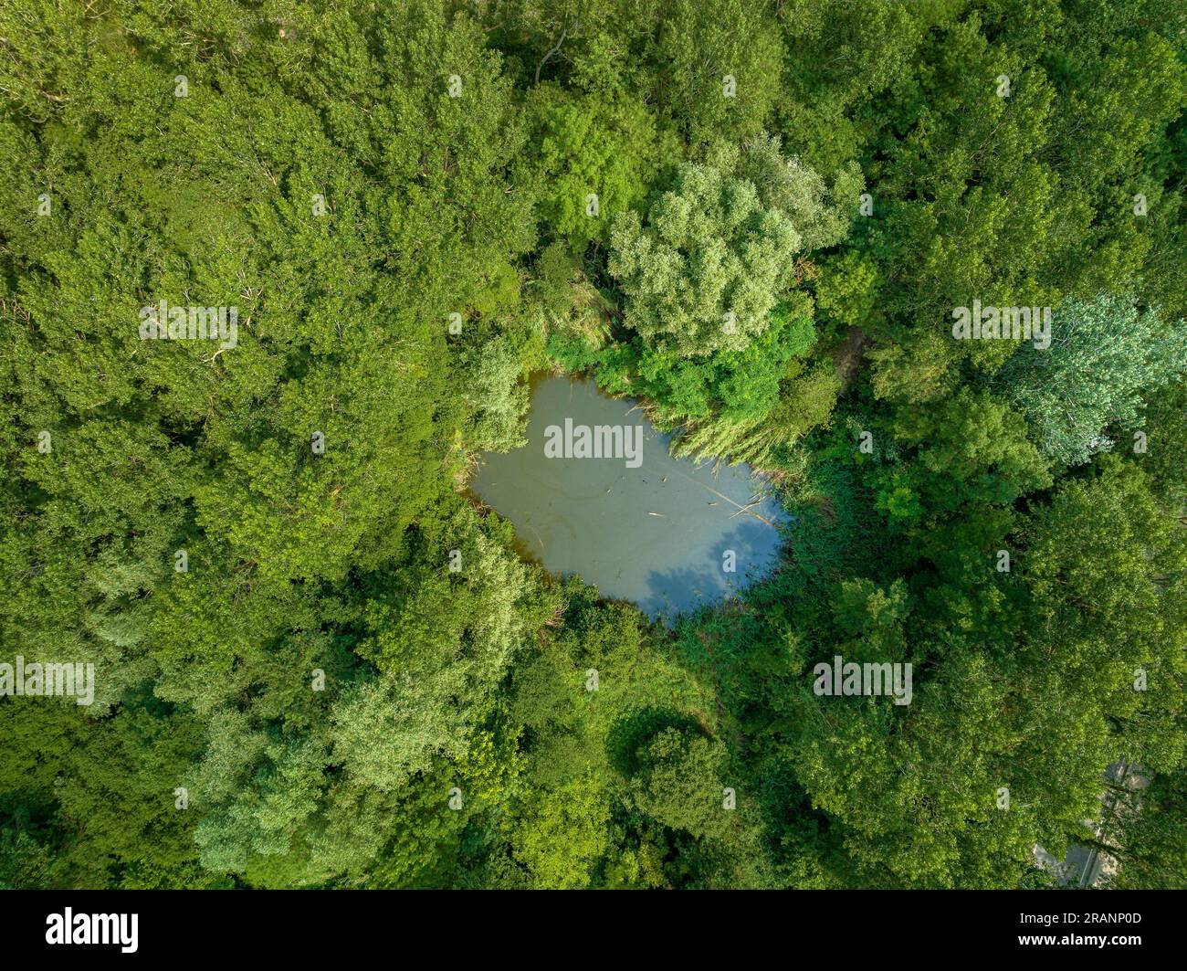 Blick aus der Vogelperspektive auf die Lagune Can Sisó und den Wald am Flussufer neben dem Banyoles-See (Pla de l'Estany, Girona Catalonia) Stockfoto