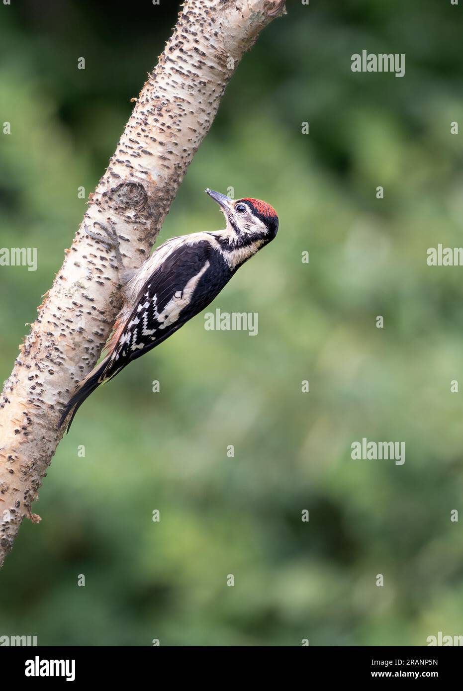 Toller Specht mit Flecken Stockfoto