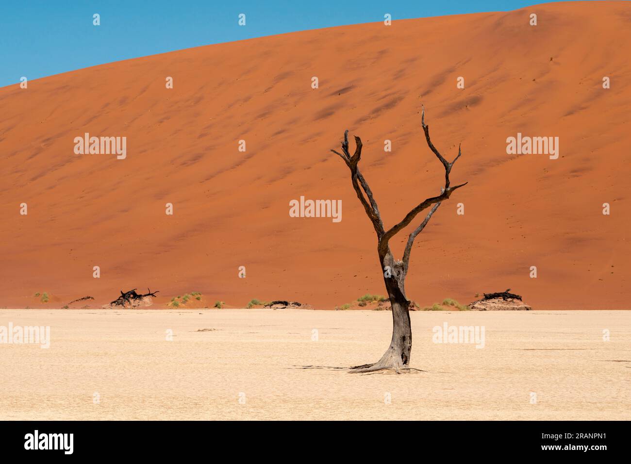 Deadvlei Valley Landschaft mit einsam toten Bäumen, Namibia Stockfoto