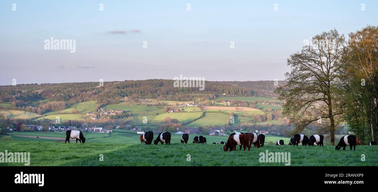 Schwarzweiße Kühe in der niederländischen Provinz Süd-limburg bei epen in den niederlanden Stockfoto