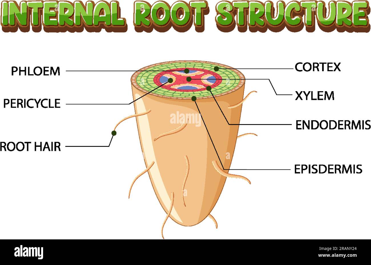 Interne Struktur der Darstellung des Wurzeldiagramms Stock Vektor